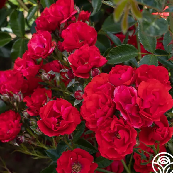 Heirloom Roses Super Elfin Sale