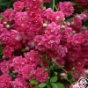 Heirloom Roses Super Excelsa Sale