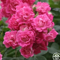 Heirloom Roses Super Excelsa Sale