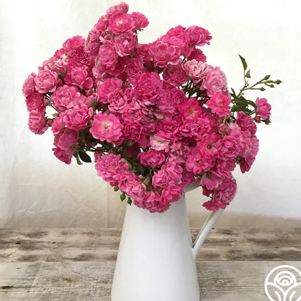 Heirloom Roses Super Excelsa Sale