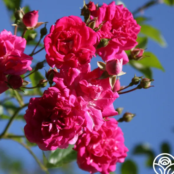 Heirloom Roses Super Excelsa Sale