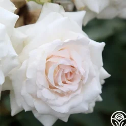 Heirloom Roses Swan Lake Clearance