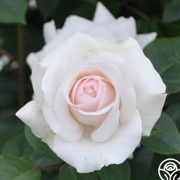 Heirloom Roses Swan Lake Clearance