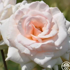 Heirloom Roses Swan Lake Clearance