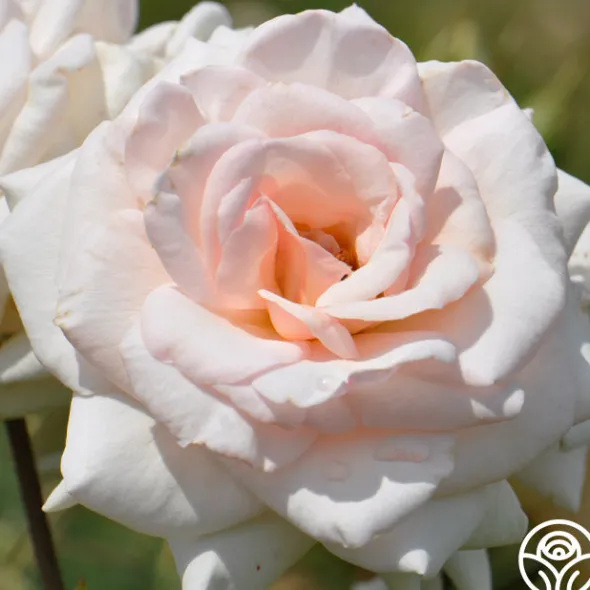 Heirloom Roses Swan Lake Clearance