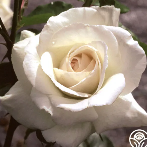 Heirloom Roses Swan Lake Clearance