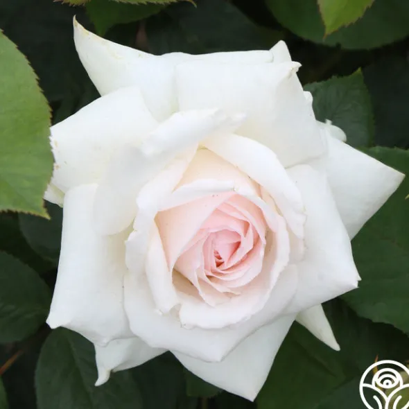 Heirloom Roses Swan Lake Clearance