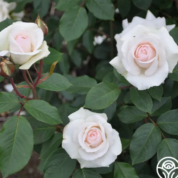 Heirloom Roses Swan Lake Clearance