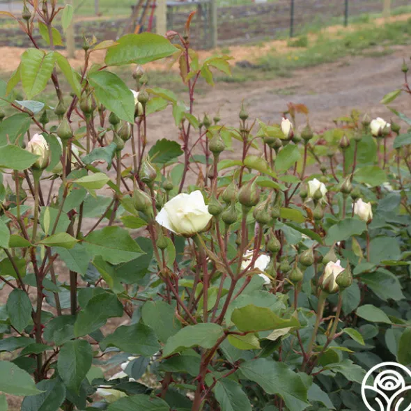 Heirloom Roses Swan Lake Clearance