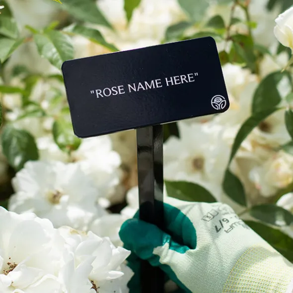 Heirloom Roses Swan Lake Stake