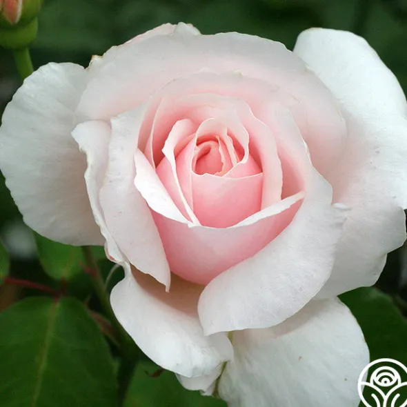 Heirloom Roses Sweet Afton Clearance
