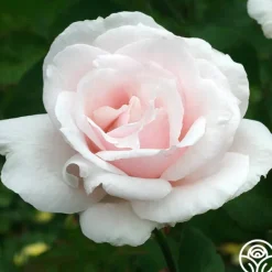 Heirloom Roses Sweet Afton Clearance