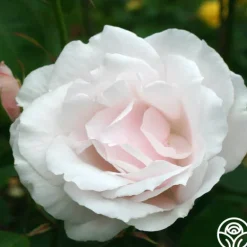 Heirloom Roses Sweet Afton Clearance