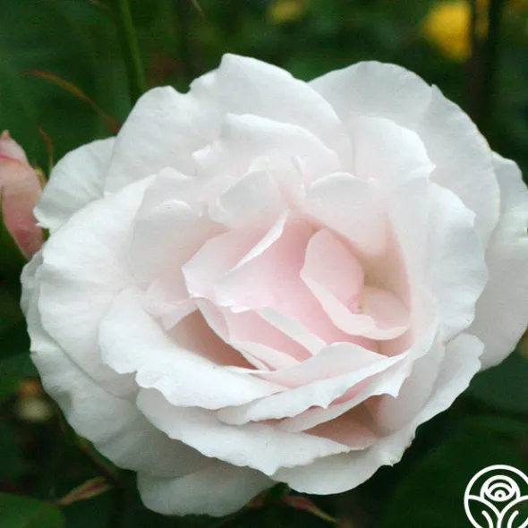 Heirloom Roses Sweet Afton Clearance