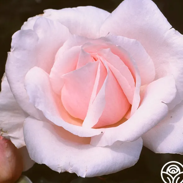 Heirloom Roses Sweet Afton Clearance