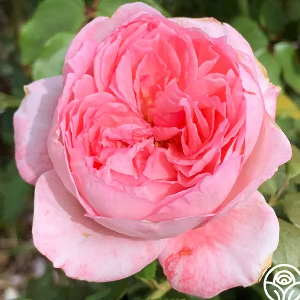 Heirloom Roses Sweet Eloise™ Online