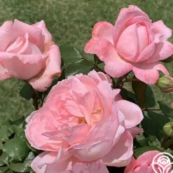 Heirloom Roses Sweet Eloise™ Online