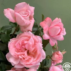 Heirloom Roses Sweet Eloise™ Online