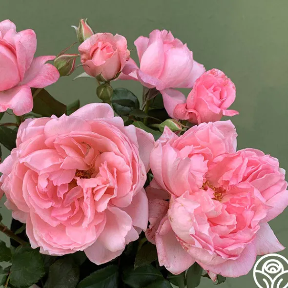Heirloom Roses Sweet Eloise™ Online
