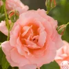 Heirloom Roses Sweet Fragrance Hot