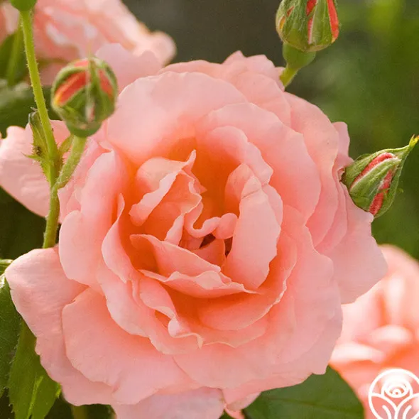 Heirloom Roses Sweet Fragrance Hot
