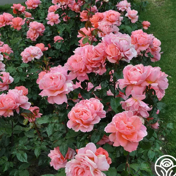 Heirloom Roses Sweet Fragrance Hot