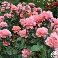 Heirloom Roses Sweet Fragrance Hot
