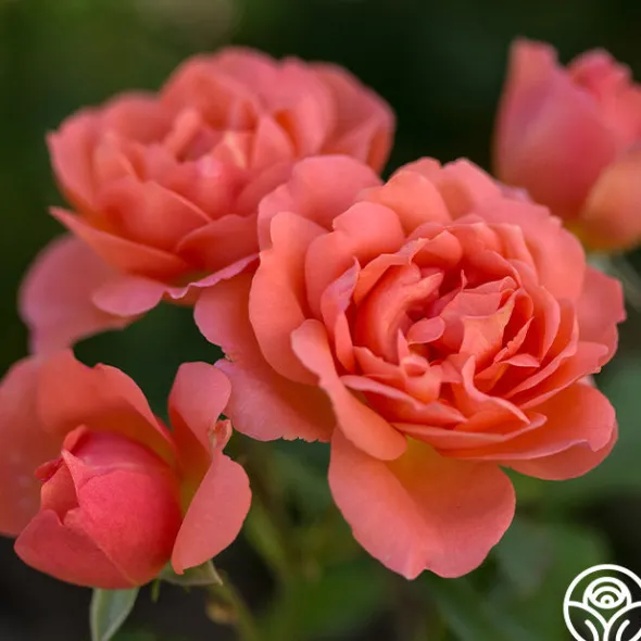 Heirloom Roses Sweet Fragrance Hot