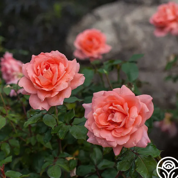 Heirloom Roses Sweet Fragrance Hot