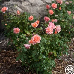 Heirloom Roses Sweet Fragrance Hot