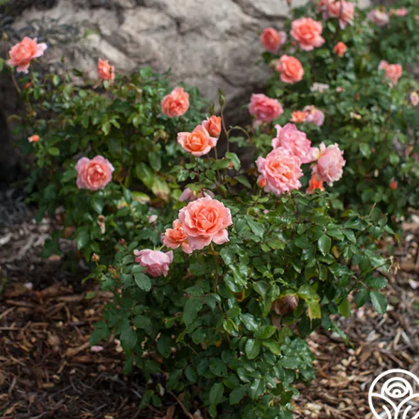 Heirloom Roses Sweet Fragrance Hot