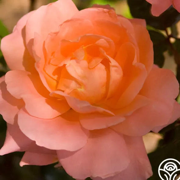 Heirloom Roses Sweet Fragrance Hot