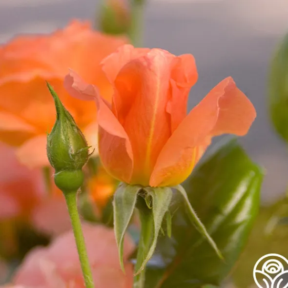 Heirloom Roses Sweet Fragrance Hot