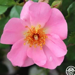Heirloom Roses Sweet Haze®