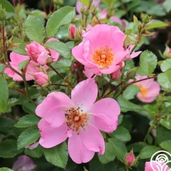 Heirloom Roses Sweet Haze®