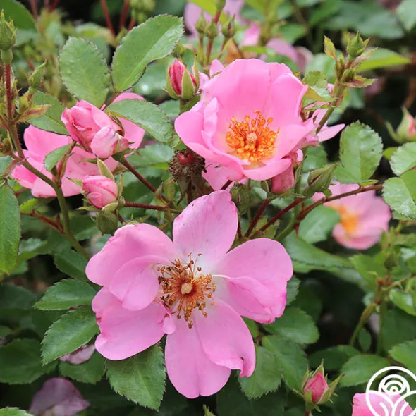 Heirloom Roses Sweet Haze®