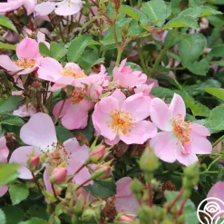 Heirloom Roses Sweet Haze®
