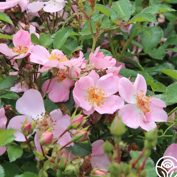 Heirloom Roses Sweet Haze®
