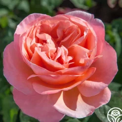Heirloom Roses Sweet Mademoiselle™ New