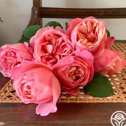 Heirloom Roses Sweet Mademoiselle™ New