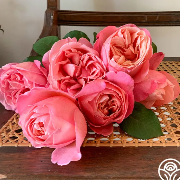 Heirloom Roses Sweet Mademoiselle™ New