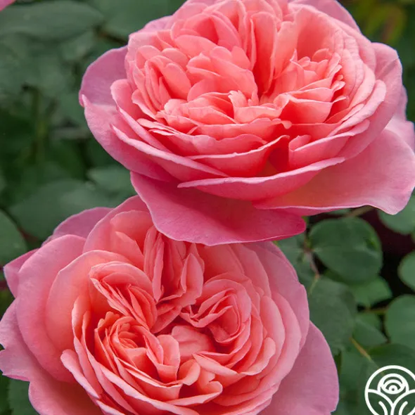 Heirloom Roses Sweet Mademoiselle™ New