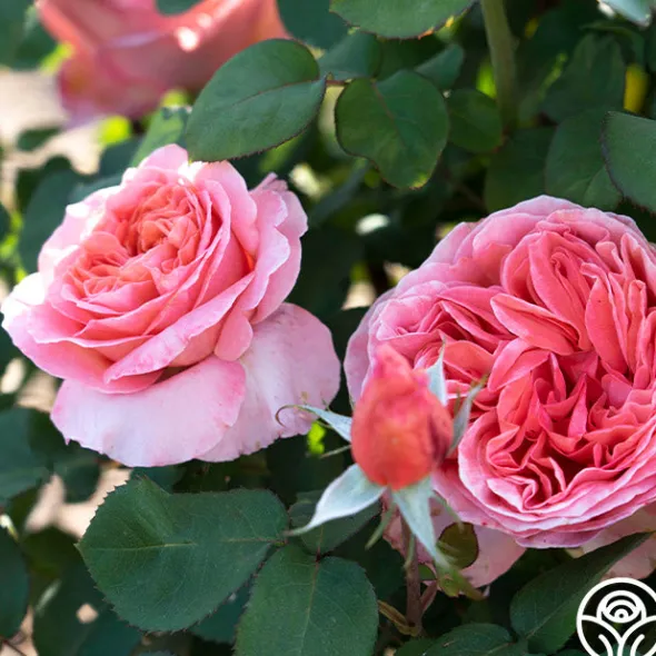 Heirloom Roses Sweet Mademoiselle™ New