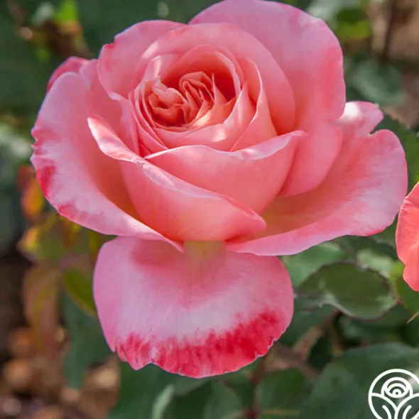 Heirloom Roses Sweet Mademoiselle™ New