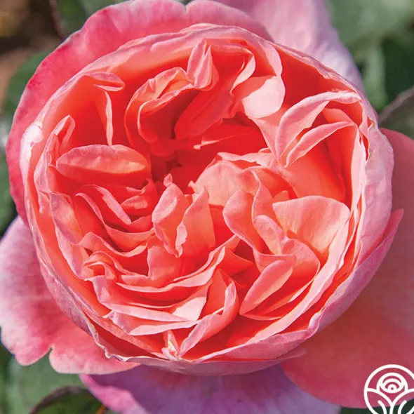 Heirloom Roses Sweet Mademoiselle™ New