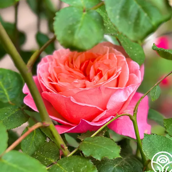 Heirloom Roses Sweet Mademoiselle™ New