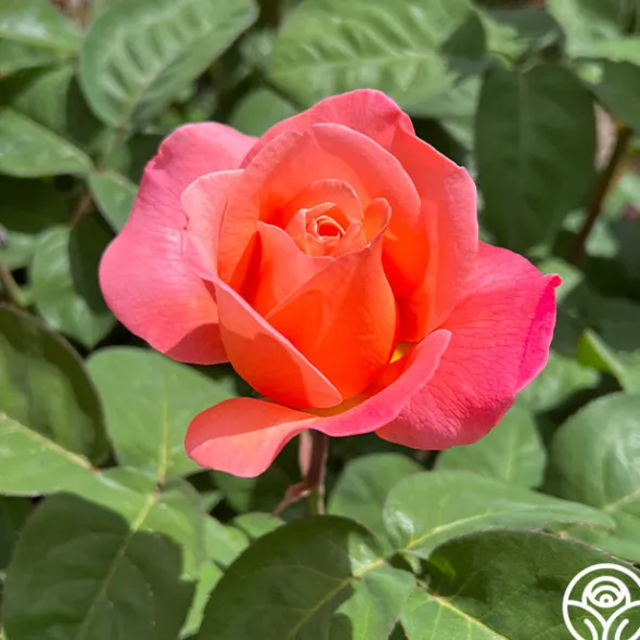 Heirloom Roses Sweet Mademoiselle™ New