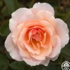 Heirloom Roses Sweet Sixteen™ New