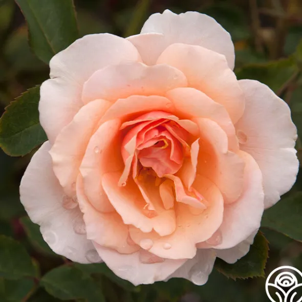 Heirloom Roses Sweet Sixteen™ New