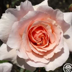 Heirloom Roses Sweet Sixteen™ New